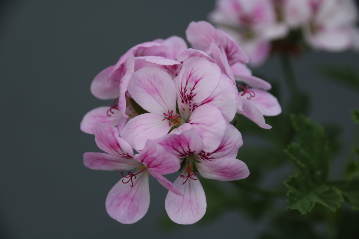 Pelargoniums in pots - The Tea Break Gardener