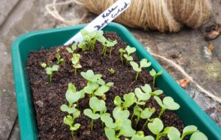 How to grow Kale – in the garden, pot or balcony. - The Tea Break Gardener