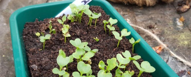 Kale seedlings