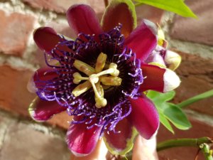 Passiflora marijke