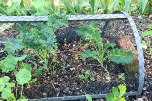 Kale plants protected by netting