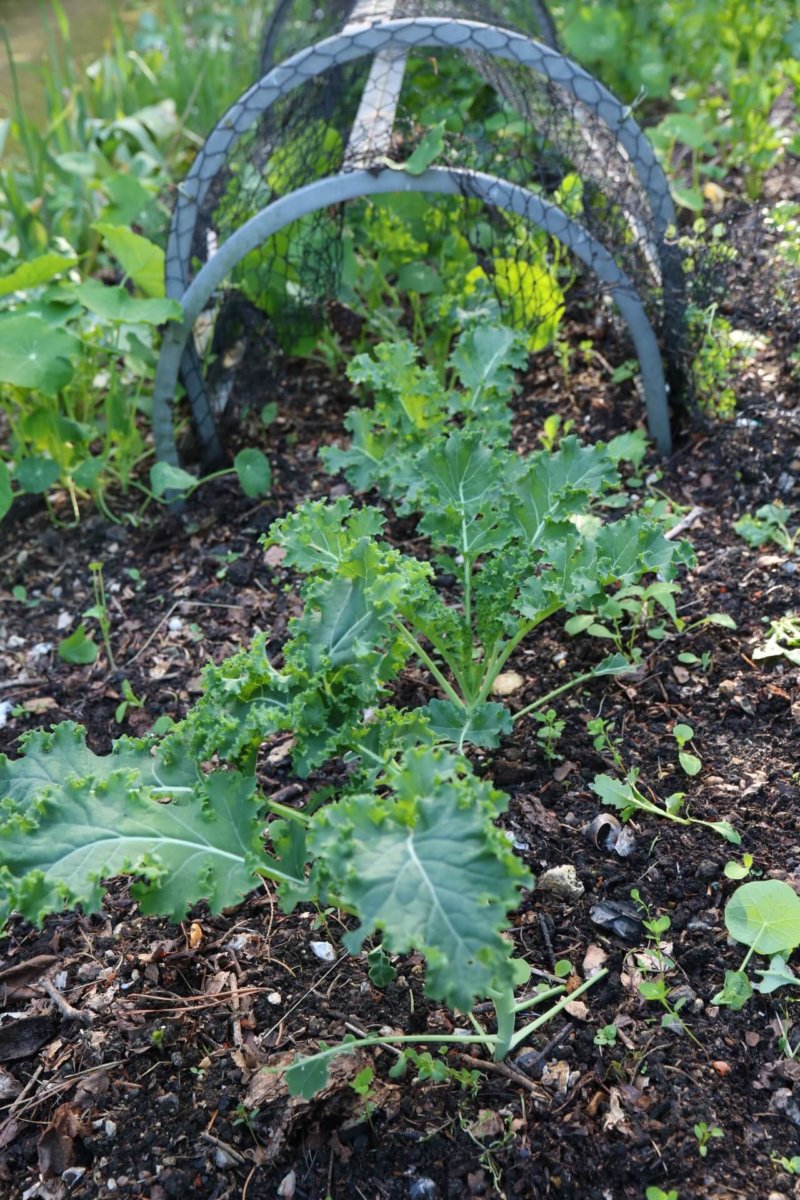 How to grow Kale - in the garden, pot or balcony. | The Tea Break Gardener