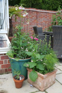 annuals in containers