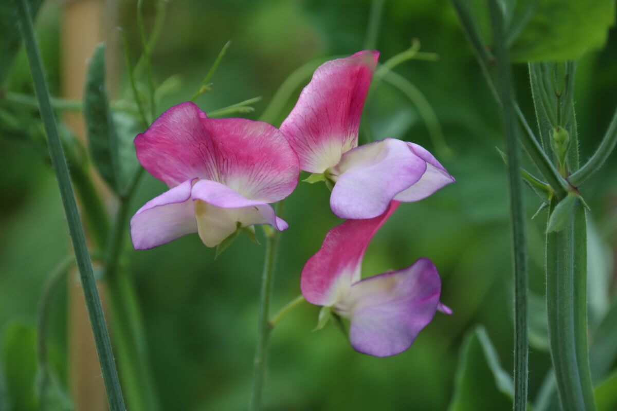 Choosing Sweet Peas For Colour, Scent And Structure - The Tea Break 