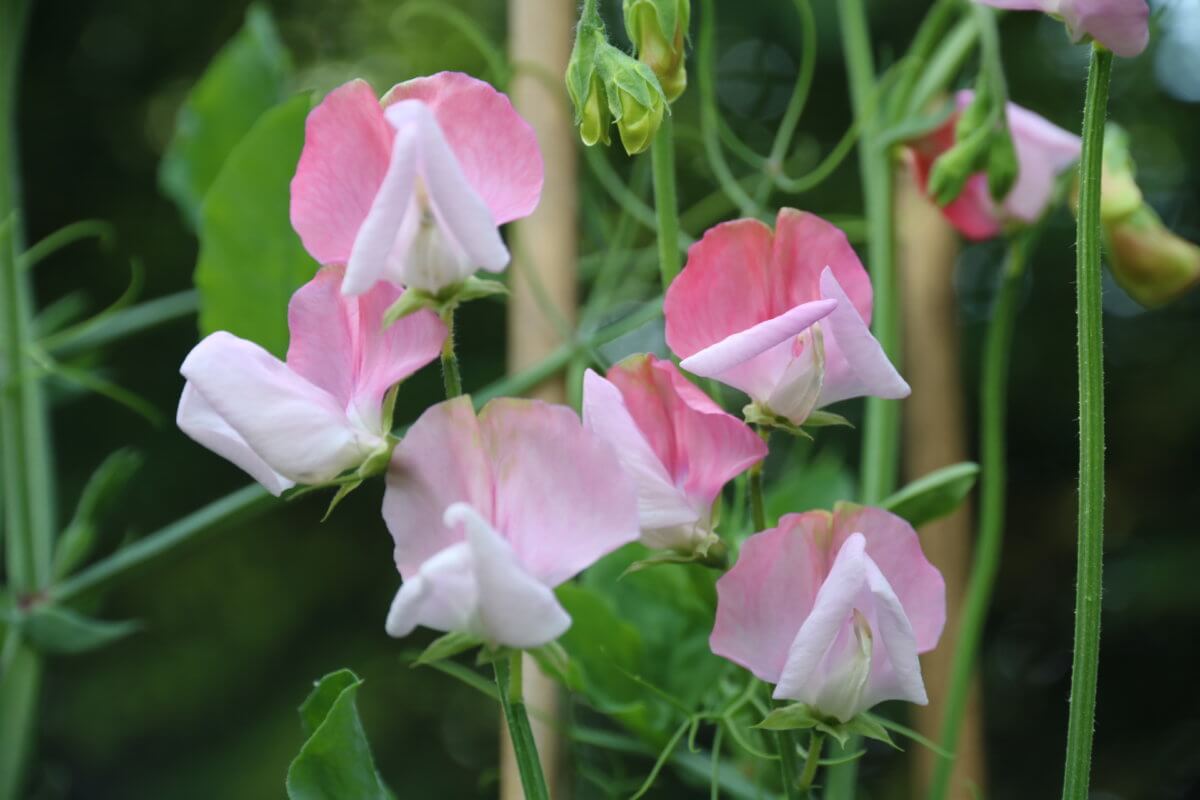 Choosing sweet peas for colour, scent and structure - The Tea Break ...