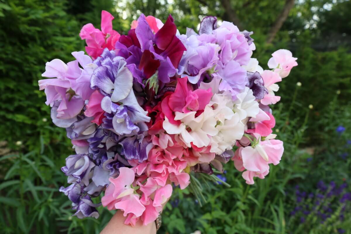 Choosing sweet peas for colour, scent and structure The Tea Break Gardener