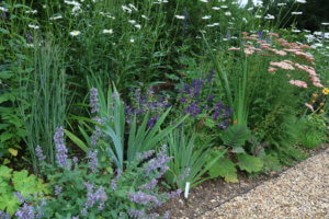 Blue nepeta and salvia in summer border
