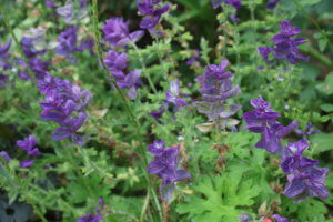 Salvia viridis Blue Monday