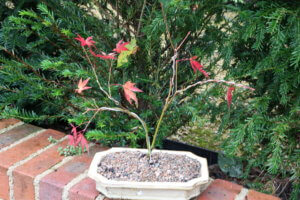 Newly shaped bonsai acer