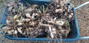 Dahlia tuburs dug up for winter