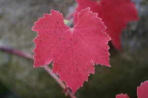 Vine leaf in autumn