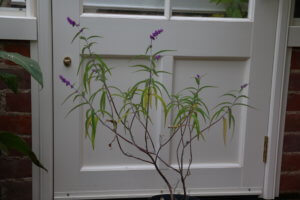 Salvia shrub