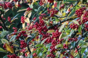 Cotoneaster cornubia berries