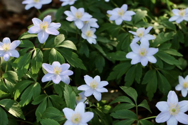 How to plant Wood Anemones - The Tea Break Gardener