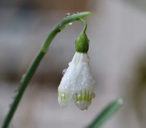 Snowdrop Galanthus Sprite