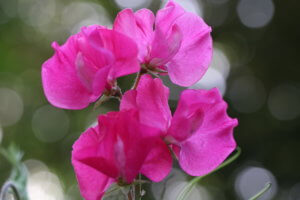 Sweet Pea 'Milly'