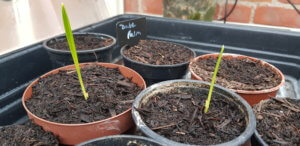 date palms from seed