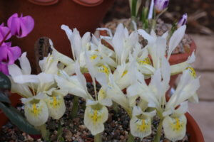 Iris reticulata Katharine's Gold