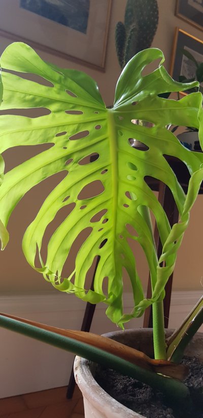 How to root monstera cuttings - The Tea Break Gardener