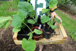 Squash plants ready to be planted in the garden
