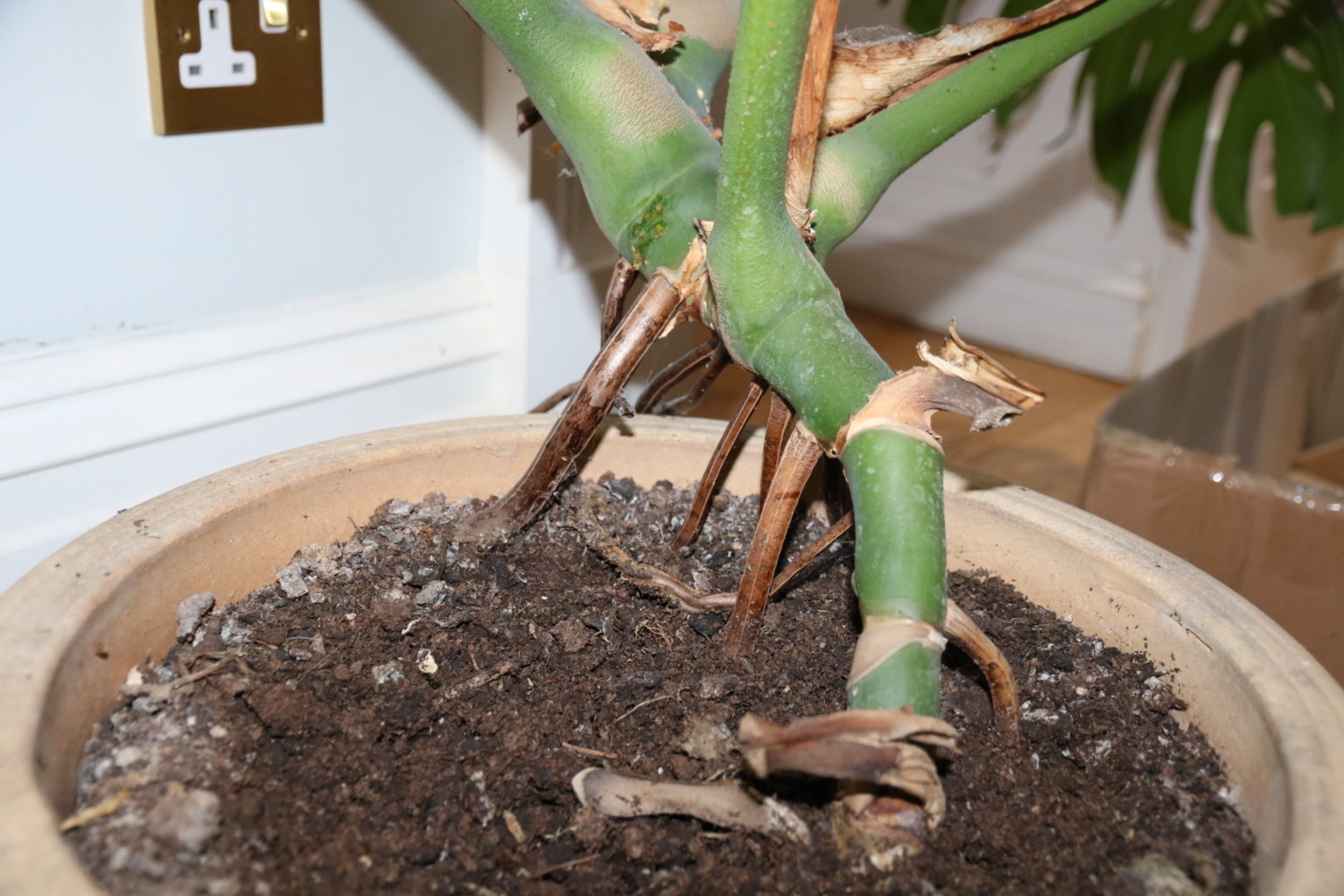 How To Plant A Monstera Plant In A Pot at Eric Cooper blog