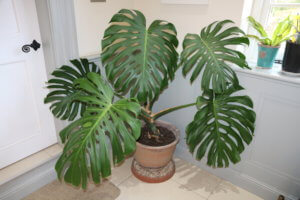 Monstera deliciosa grown from a cutting