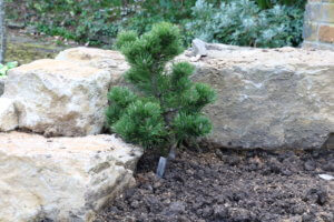 Pinus sylvestris 'Bisley Green'