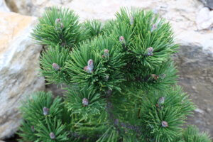 Pinus sylvestris 'Bisley Green'