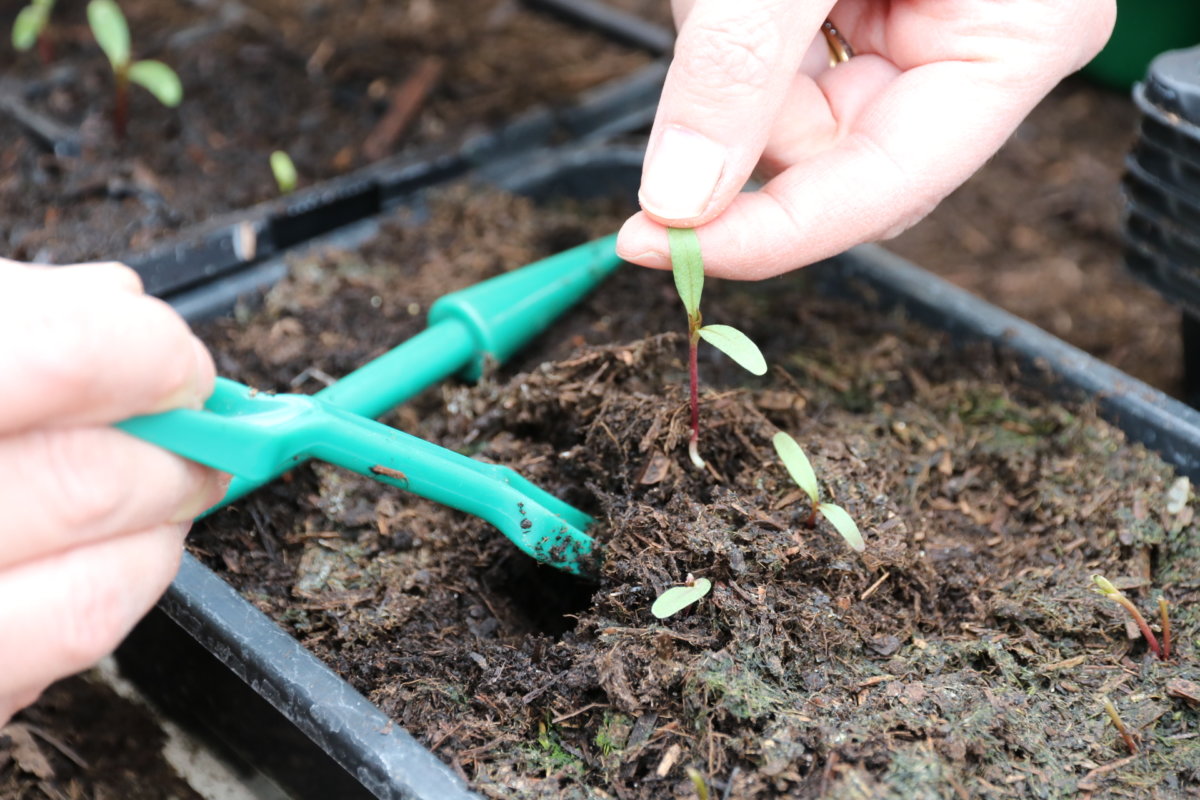 how-to-prick-out-seedlings-the-tea-break-gardener