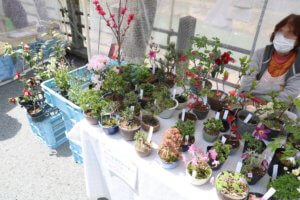Plant stall in Japan