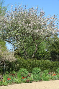 Cooking apple tree in blossom