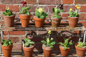 auricula staging