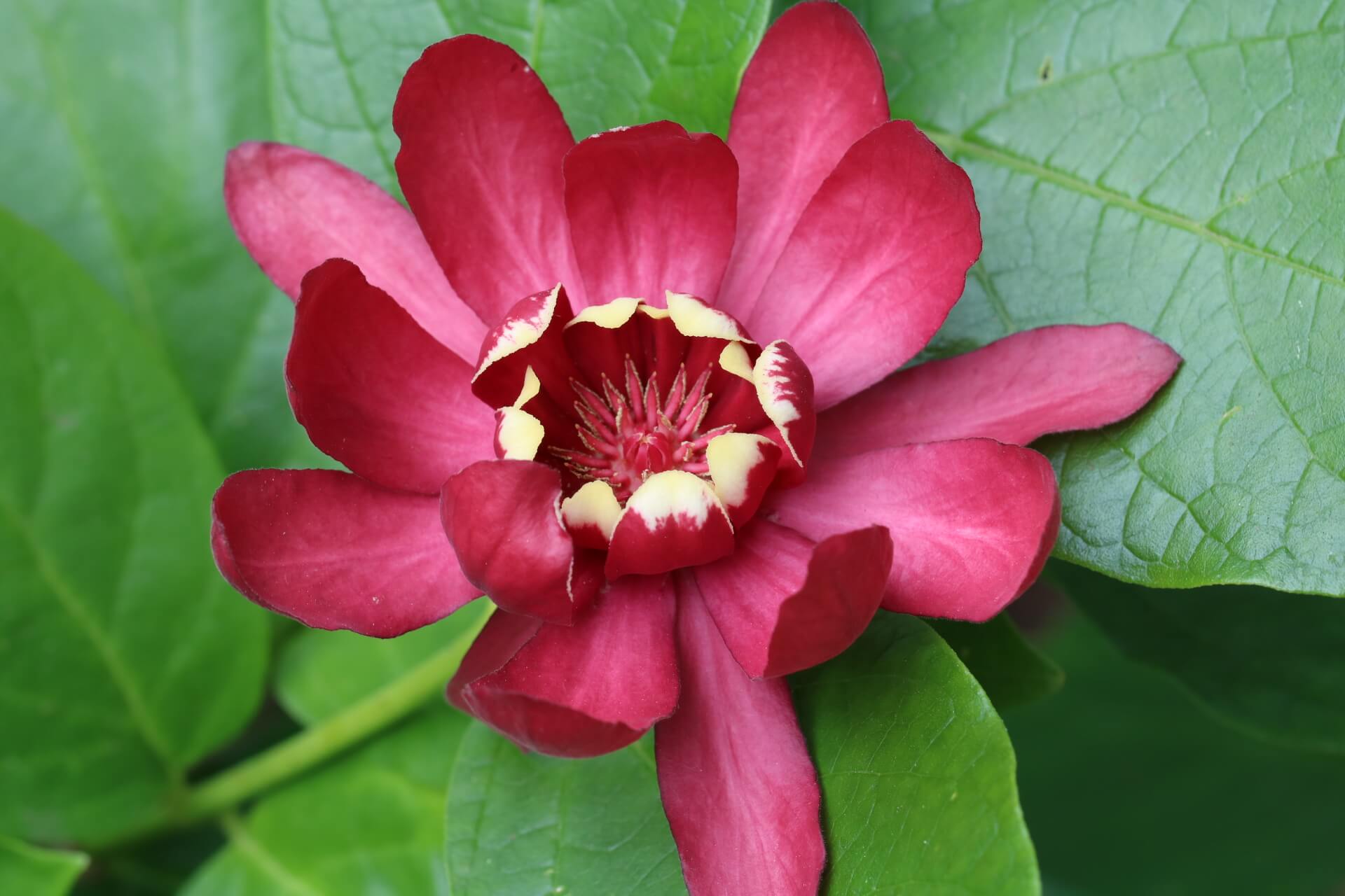 June flowers - The Tea Break Gardener