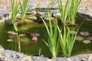 Water lily -Nymphaea marliacea flammea