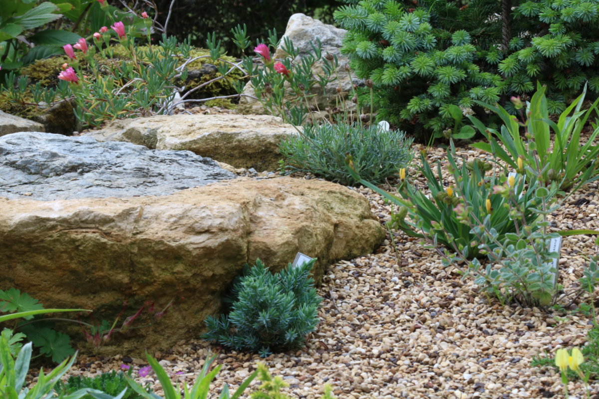 Stars of the Rock Garden - The Tea Break Gardener