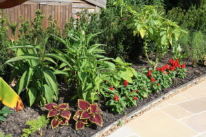 Exotic plants in a border