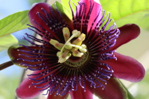 Passiflora 'Marijke'