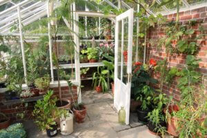 Ornamental greenhouse plants