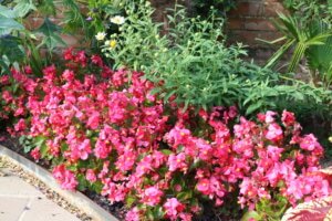 Annuals for late summer colour