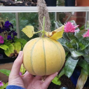 Cantaloupe melon in greenhouse