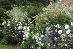 White Dahlias in Chenies Manor Garden