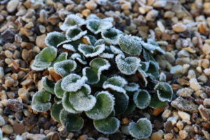 soldanella alpina in frost