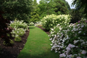 Hydrangeas at Savill Garden