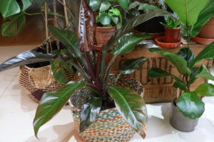 Philodendron 'Red Imperial'