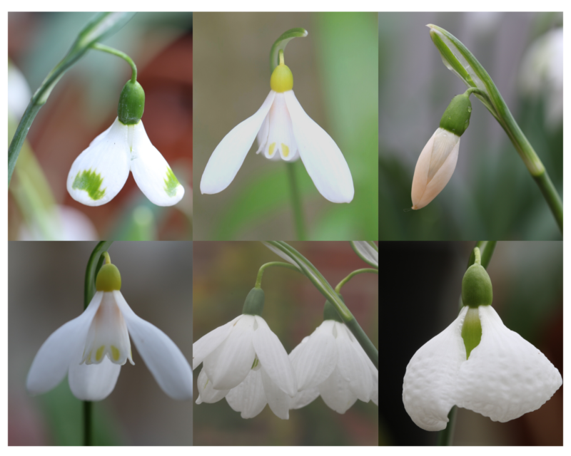 A snowdrop special – 6 pretty Galanthus varieties - The Tea Break Gardener