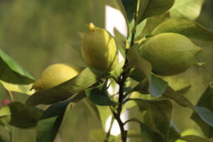 Greenhouse lemon