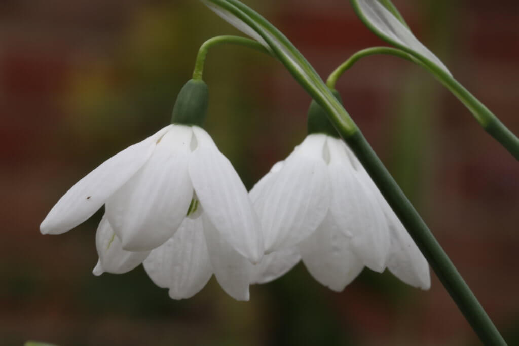 A snowdrop special – 6 pretty Galanthus varieties - The Tea Break Gardener