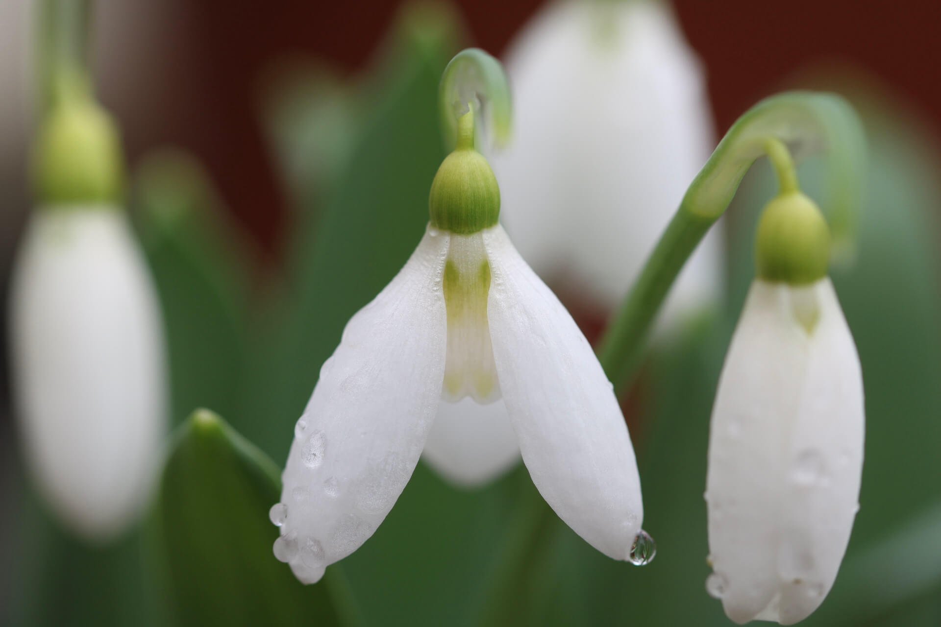 A snowdrop special – 6 pretty Galanthus varieties - The Tea Break Gardener