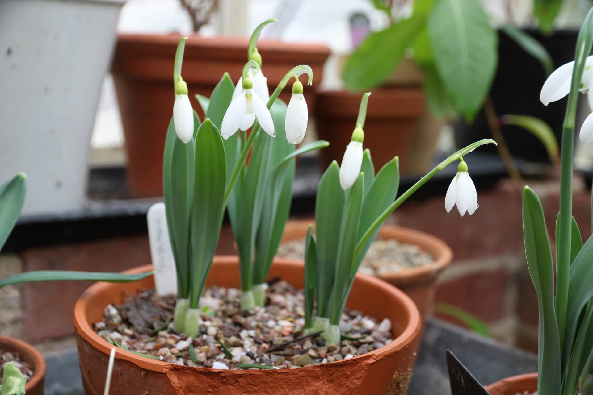 A snowdrop special – 6 pretty Galanthus varieties - The Tea Break Gardener