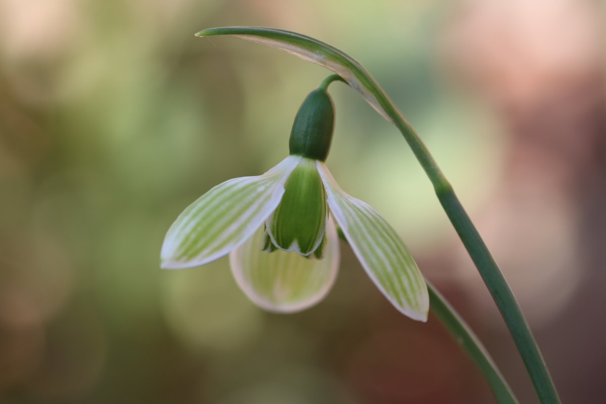 How To Grow Snowdrops The Tea Break Gardener 9538